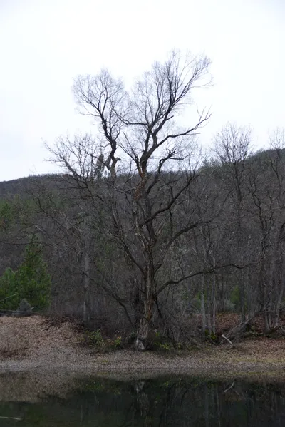 DSC_0970 (Large).JPG